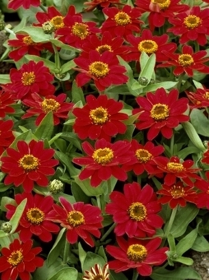 ZINNIA Profusion Cherry